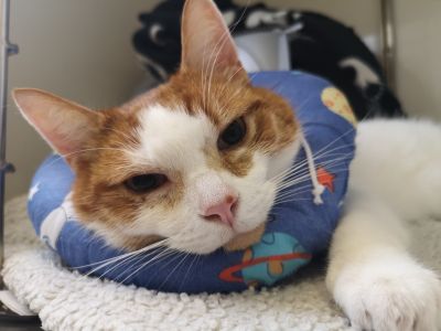 Gary the cat contracts rare disease from rat